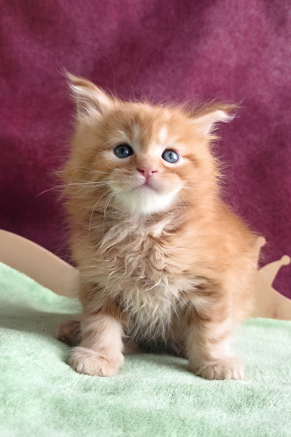Western | Maine Coon Kitten