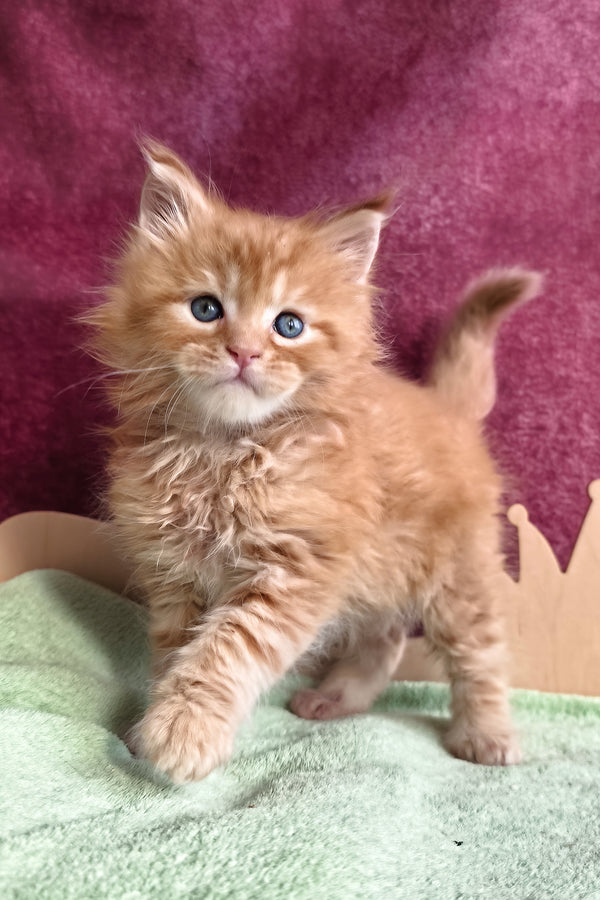 Western | Maine Coon Kitten