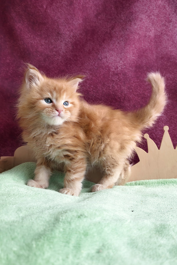 Western | Maine Coon Kitten