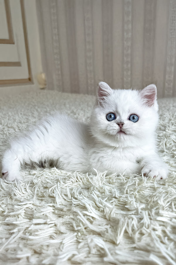Dandy | British Shorthair Kitten