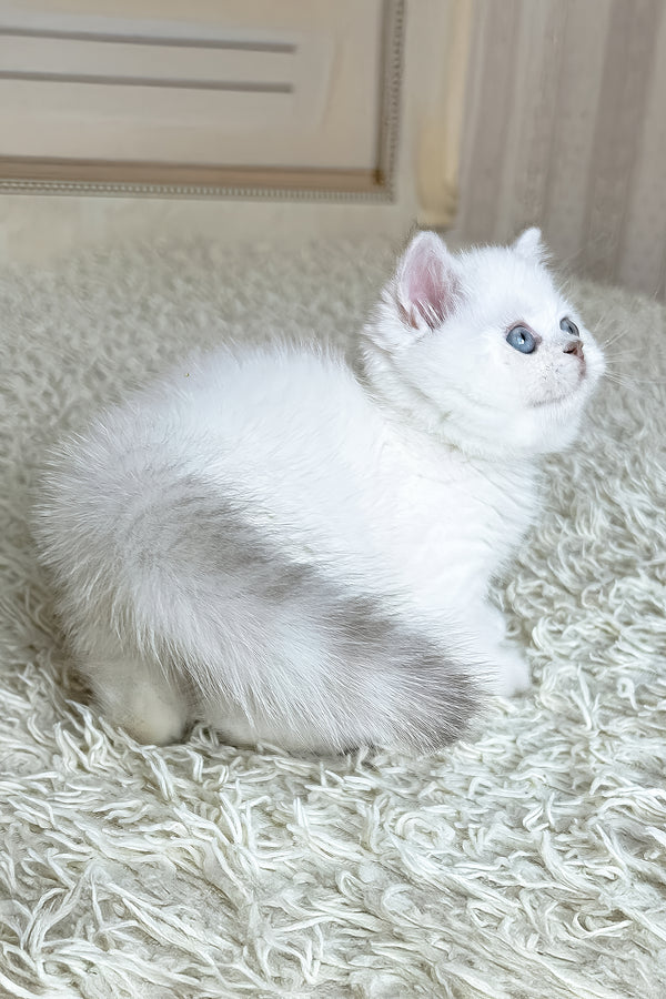 Dandy | British Shorthair Kitten