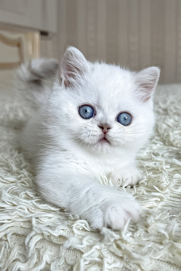 Dandy | British Shorthair Kitten