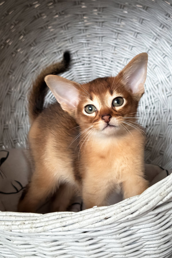 Daniel | Abyssinian Kitten