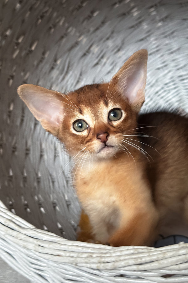 Daniel | Abyssinian Kitten