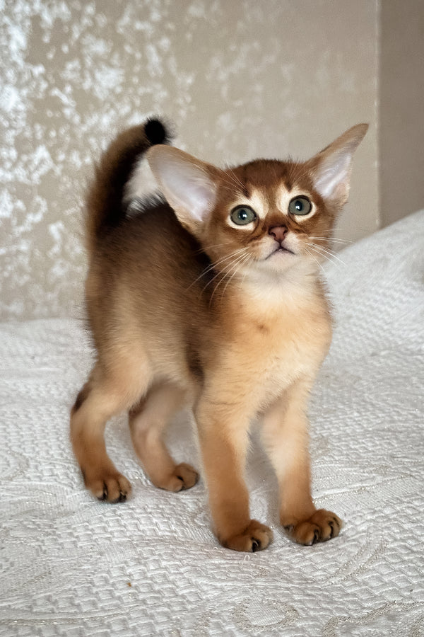 Daniel | Abyssinian Kitten