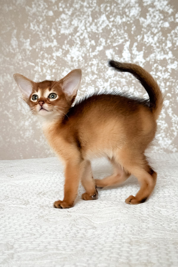 Daniel | Abyssinian Kitten