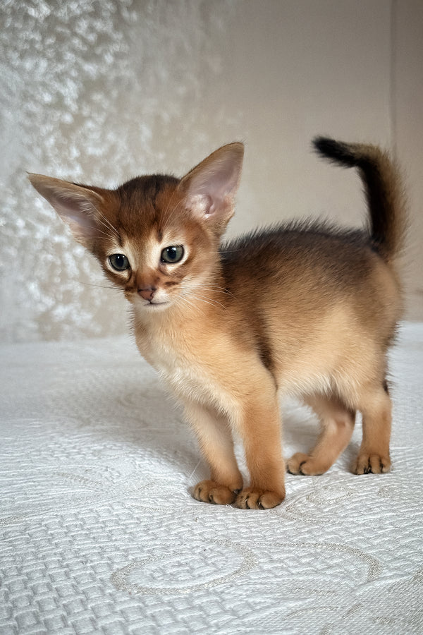 Daniel | Abyssinian Kitten