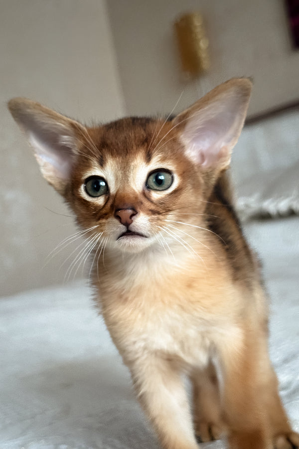 Daniel | Abyssinian Kitten