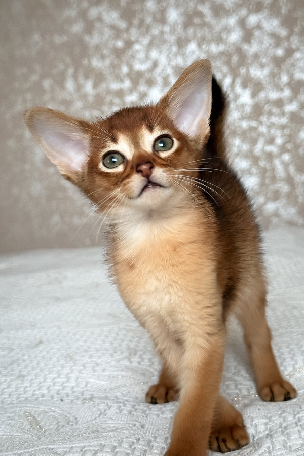 Daniel | Abyssinian Kitten