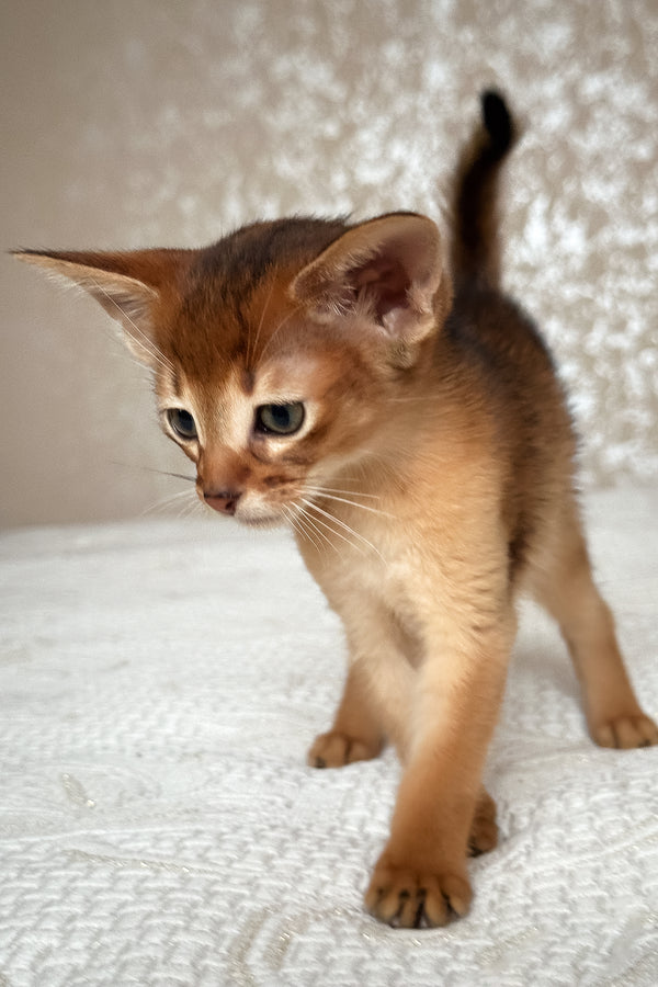 Daniel | Abyssinian Kitten