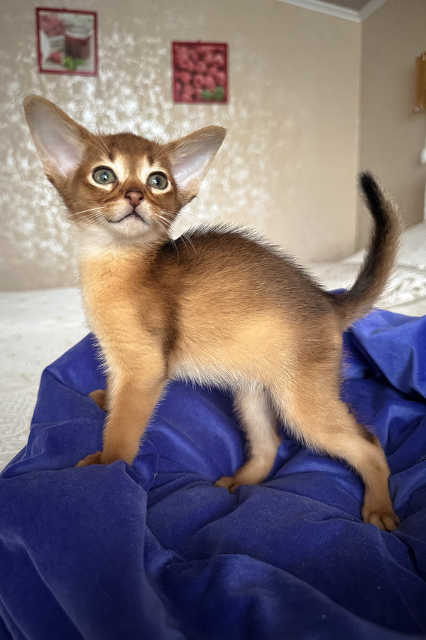 Daniel | Abyssinian Kitten