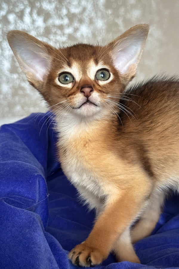 Daniel | Abyssinian Kitten