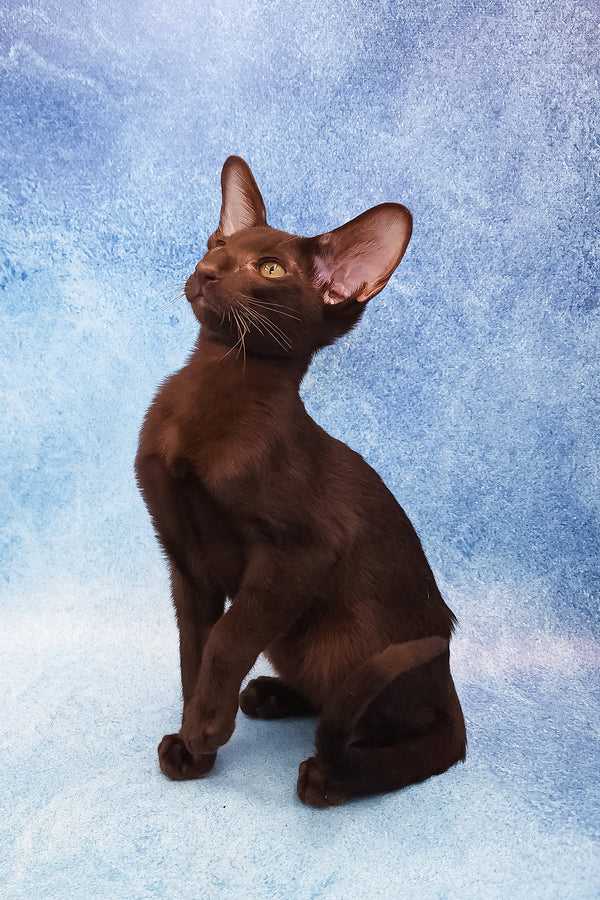 Daniel | Oriental Shorthair Kitten