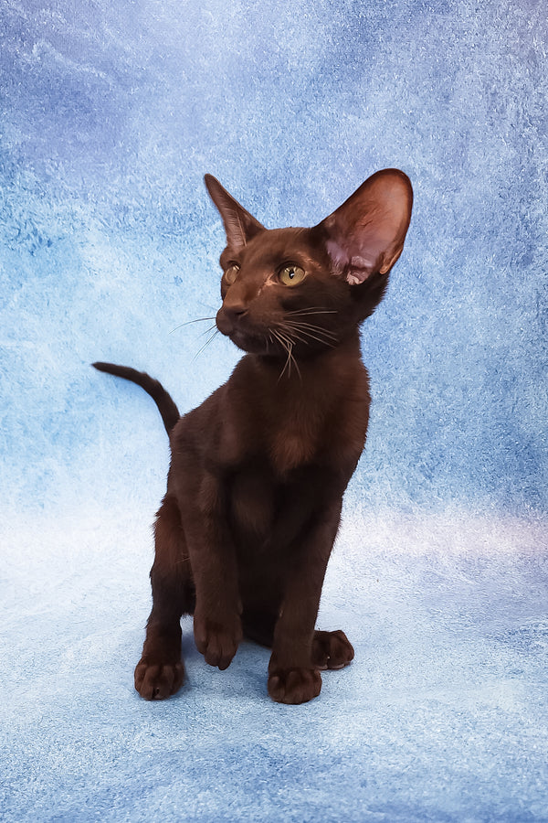 Daniel | Oriental Shorthair Kitten