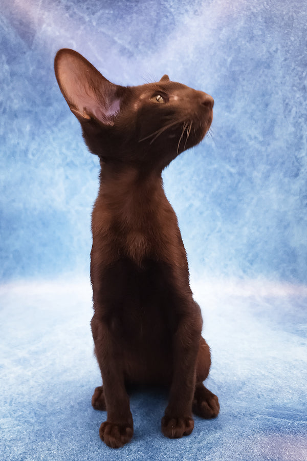 Daniel | Oriental Shorthair Kitten