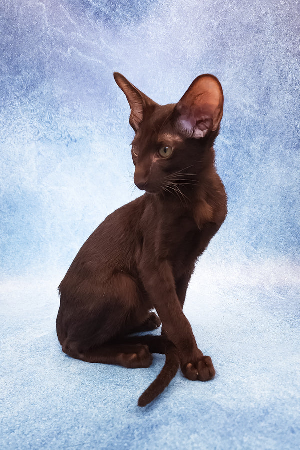 Daniel | Oriental Shorthair Kitten