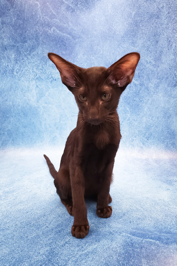 Daniel | Oriental Shorthair Kitten