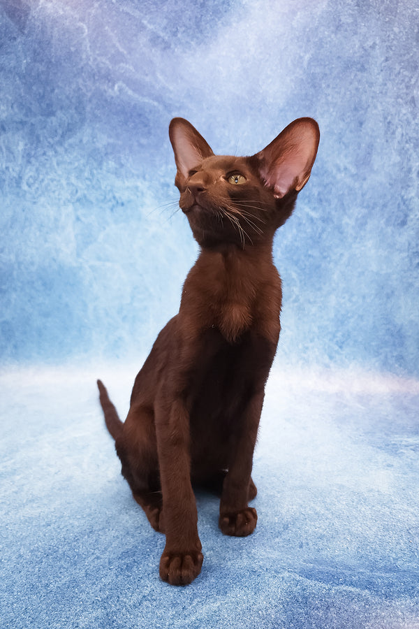 Daniel | Oriental Shorthair Kitten