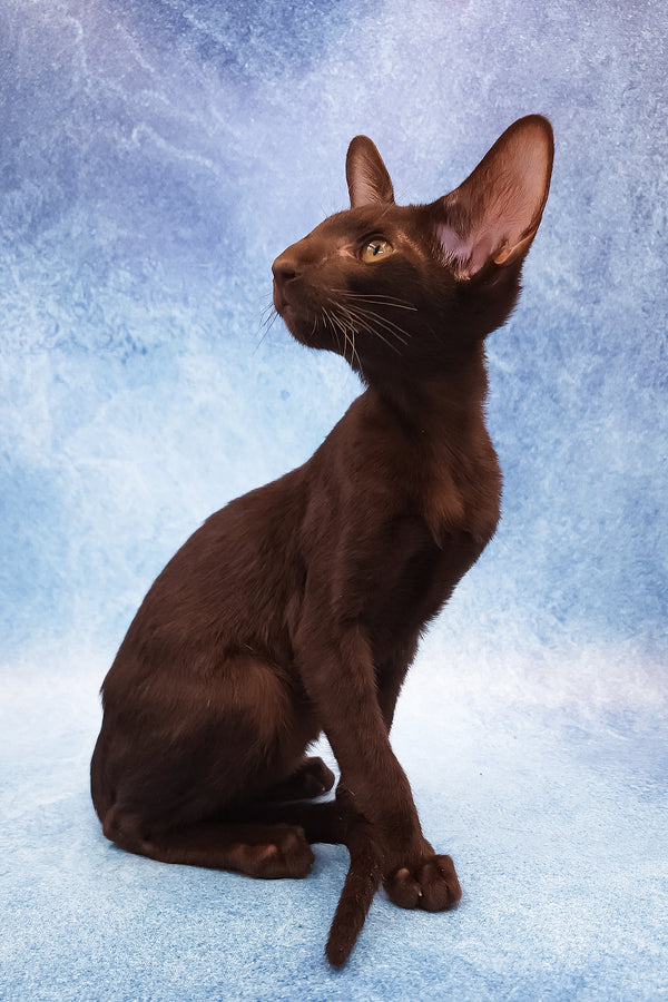 Daniel | Oriental Shorthair Kitten