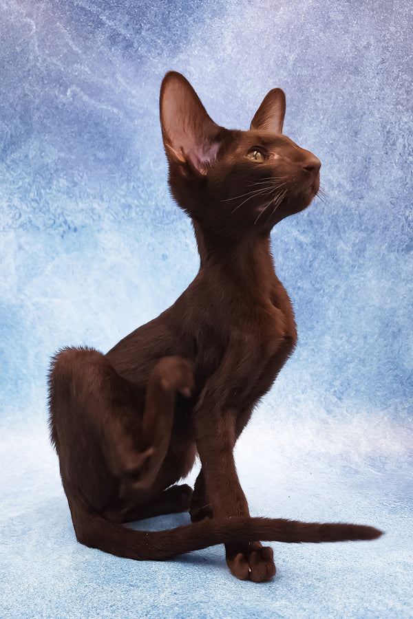 Daniel | Oriental Shorthair Kitten