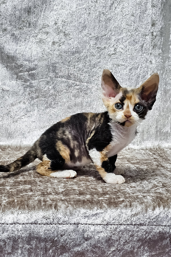 Daniela | Devon Rex Kitten