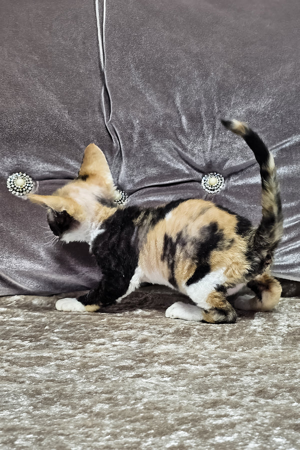 Daniela | Devon Rex Kitten