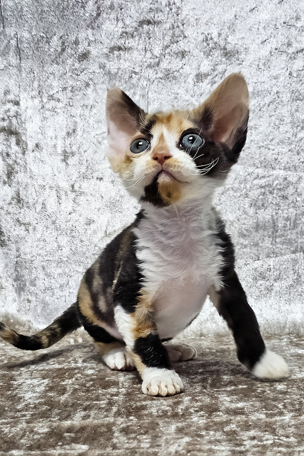 Daniela | Devon Rex Kitten