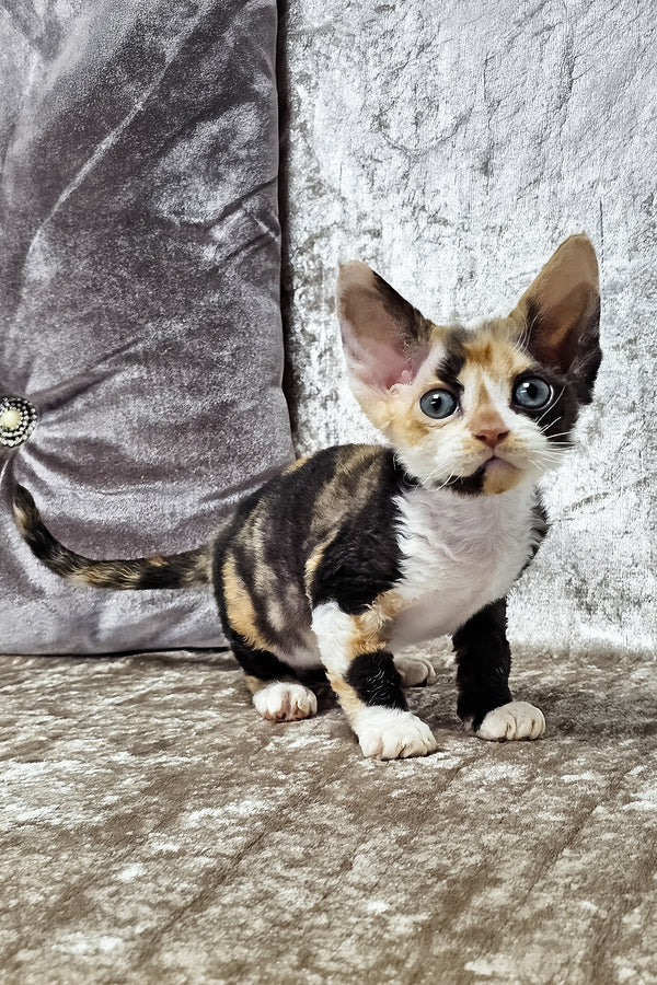 Daniela | Devon Rex Kitten