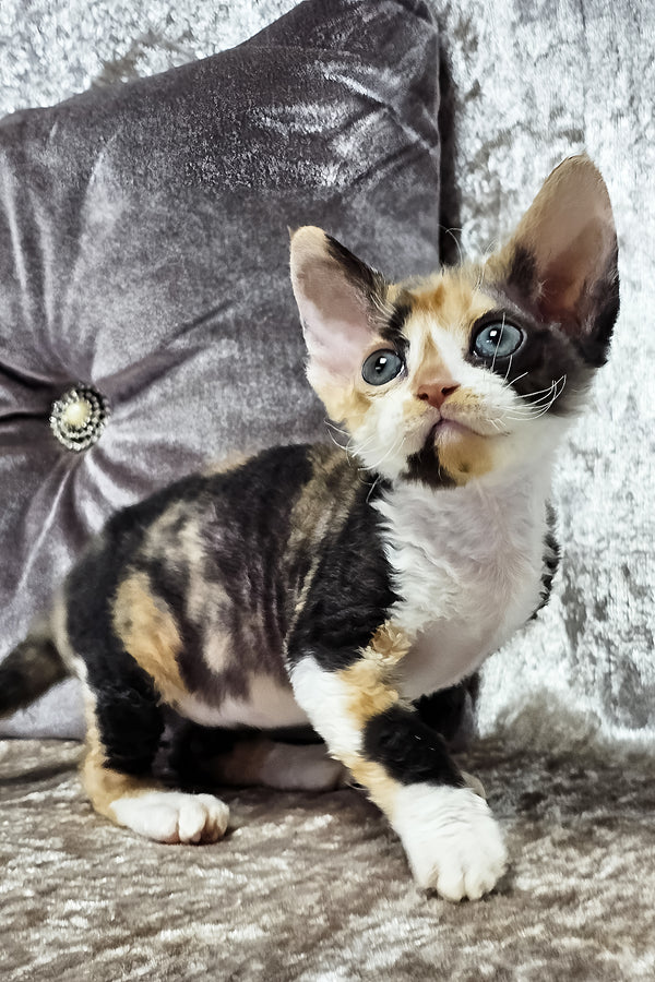Daniela | Devon Rex Kitten