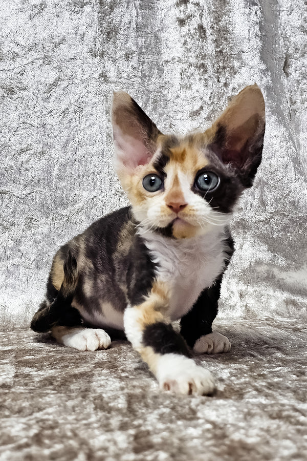 Daniela | Devon Rex Kitten
