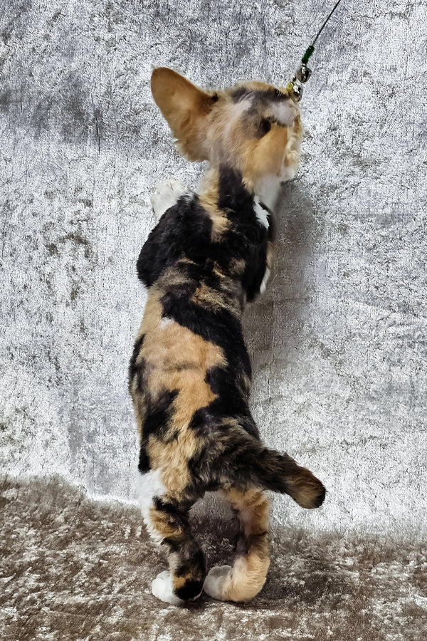 Daniela | Devon Rex Kitten