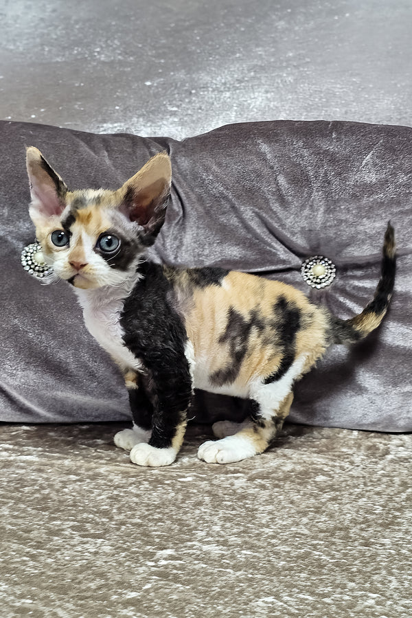 Daniela | Devon Rex Kitten