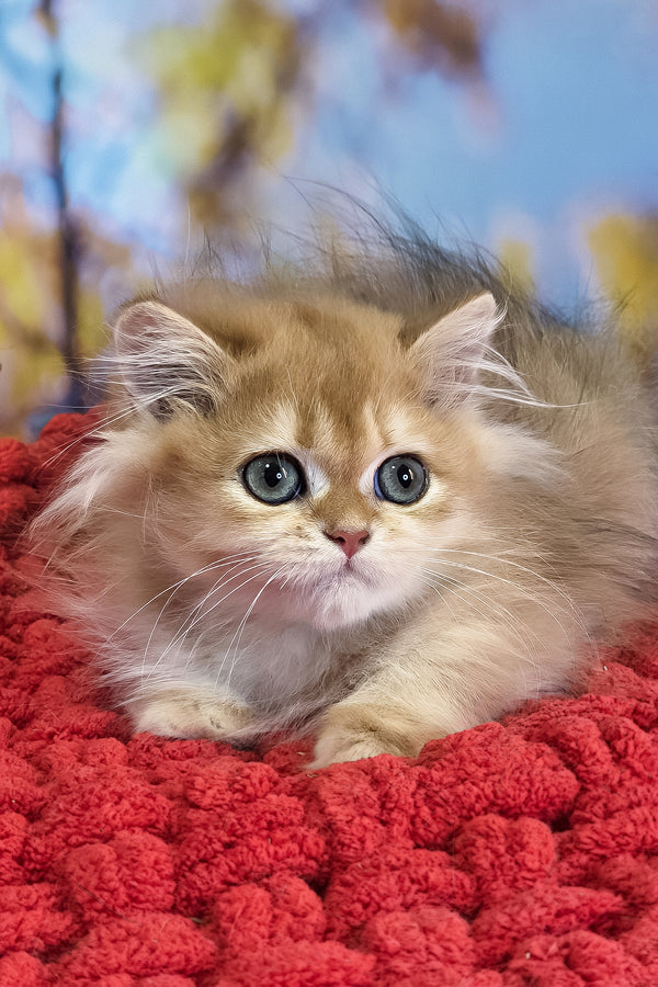 Daniela | British Longhair Kitten
