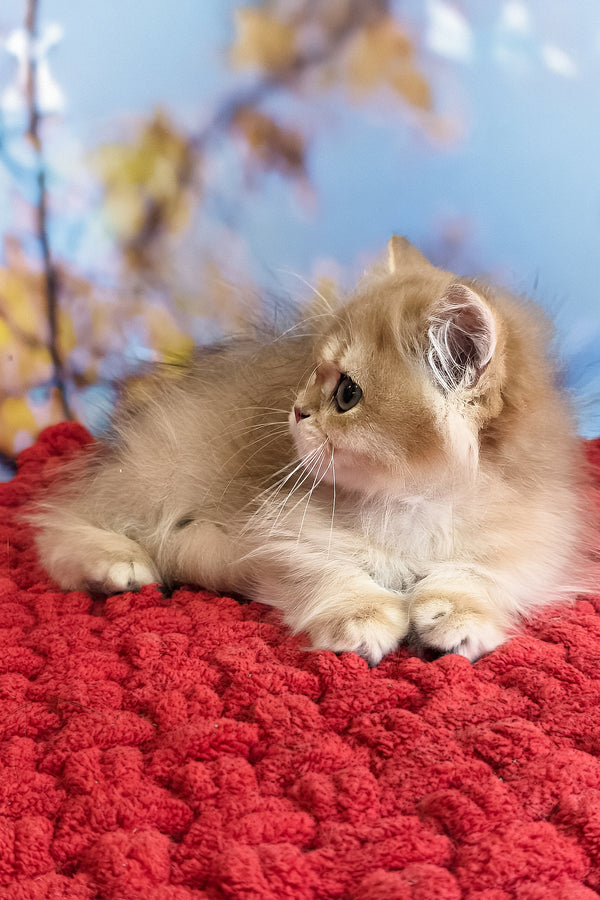 Daniela | British Longhair Kitten