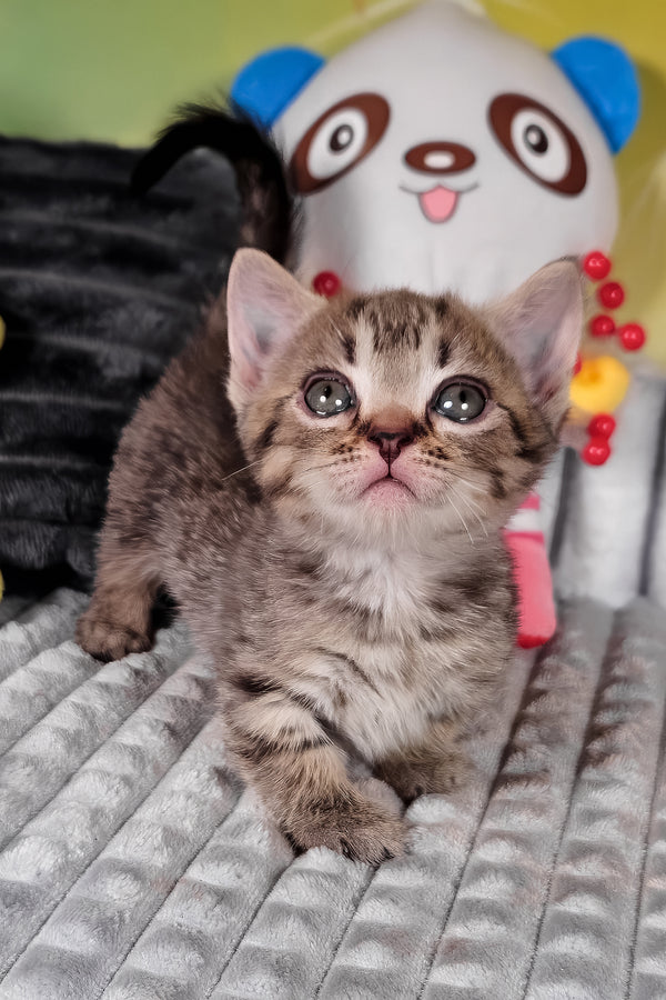 Daniil | Munchkin Kitten