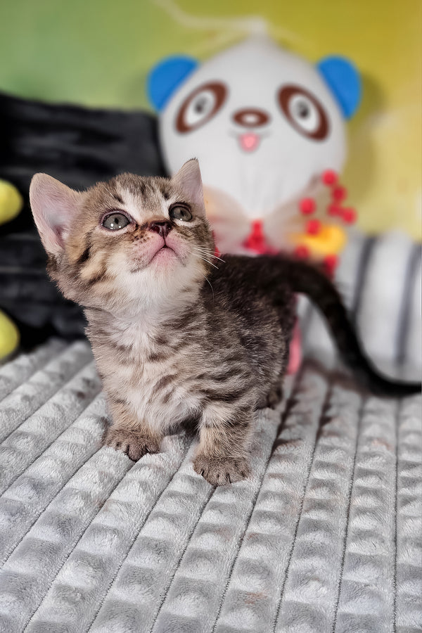 Daniil | Munchkin Kitten