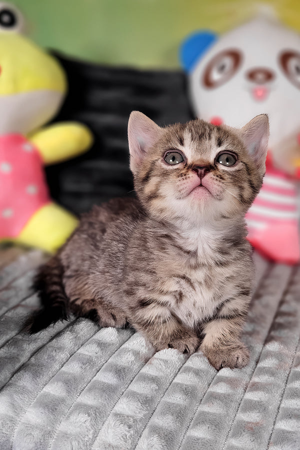 Daniil | Munchkin Kitten