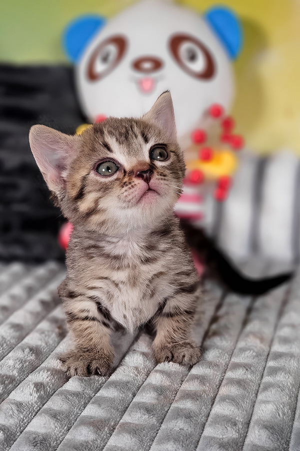 Daniil | Munchkin Kitten