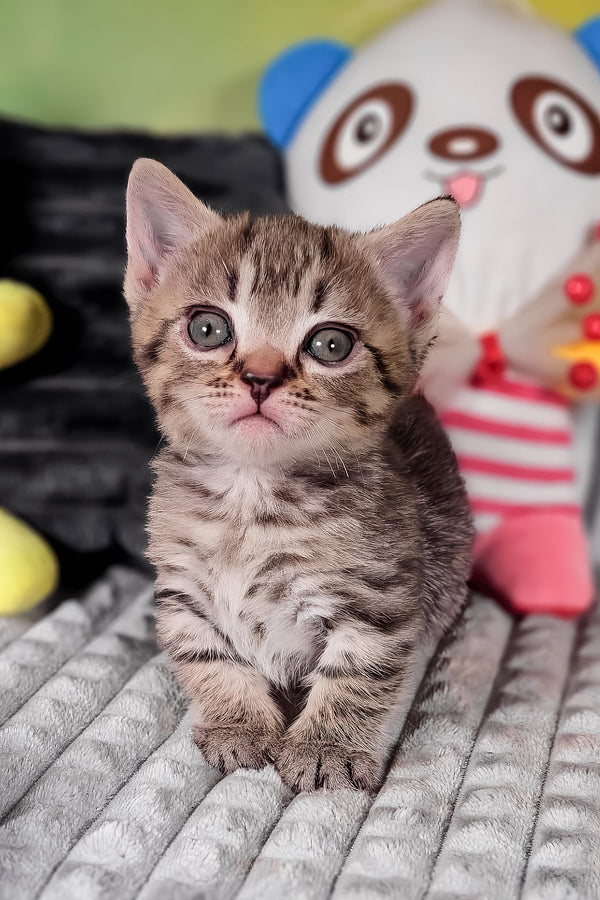 Daniil | Munchkin Kitten