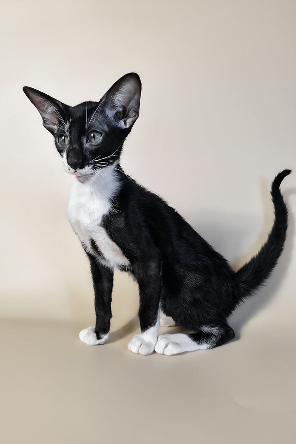 Daphne | Oriental Shorthair Kitten