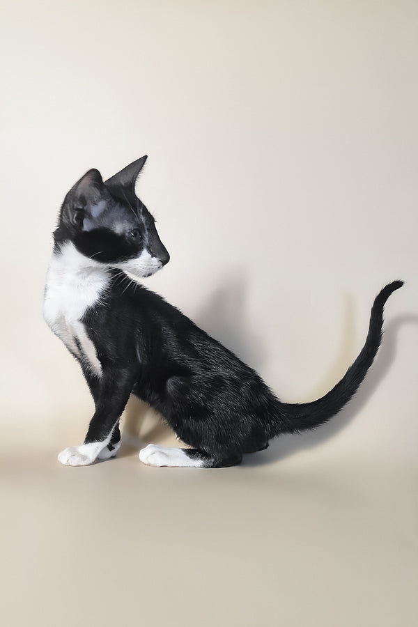 Daphne | Oriental Shorthair Kitten