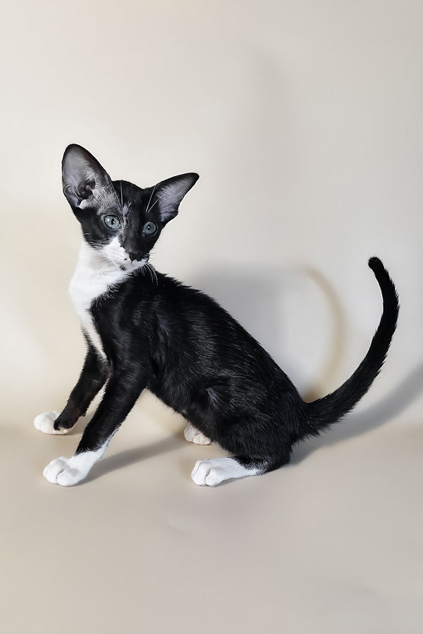 Daphne | Oriental Shorthair Kitten