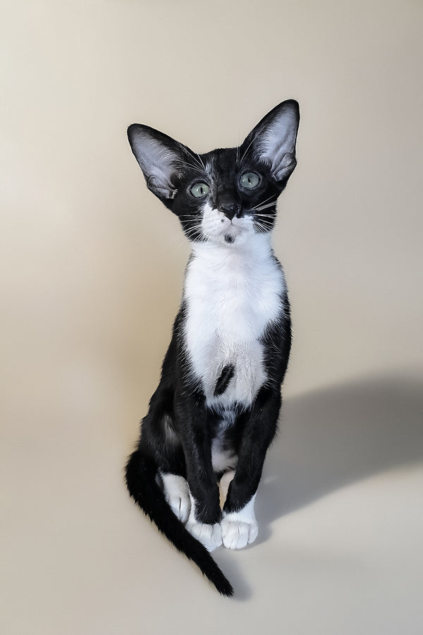 Daphne | Oriental Shorthair Kitten