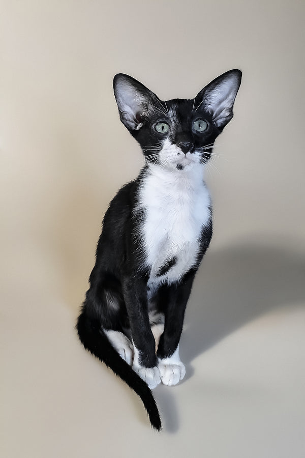 Daphne | Oriental Shorthair Kitten