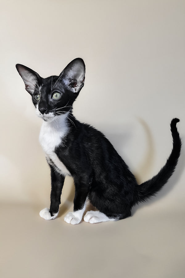 Daphne | Oriental Shorthair Kitten