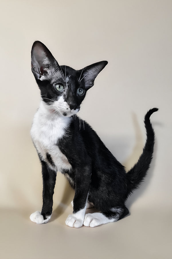 Daphne | Oriental Shorthair Kitten
