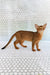 Dar | Abyssinian Kitten