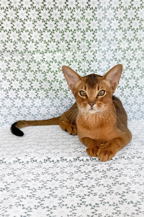 Dar | Abyssinian Kitten