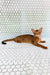 Dar | Abyssinian Kitten