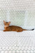 Dar | Abyssinian Kitten